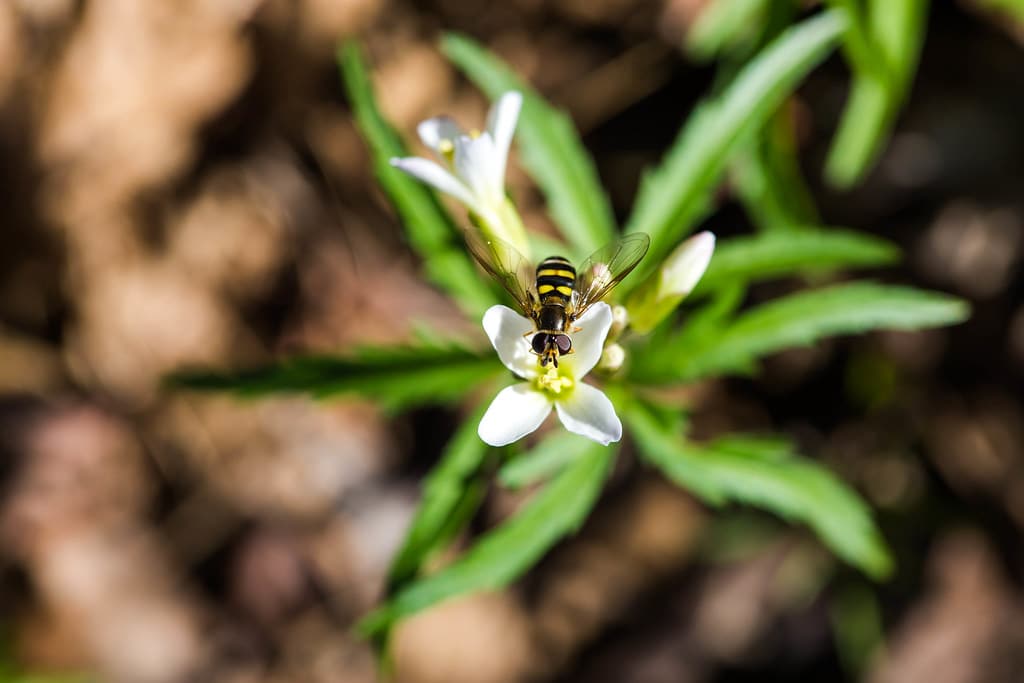 American HoverFly