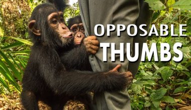 animals with opposable thumbs