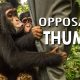 animals with opposable thumbs