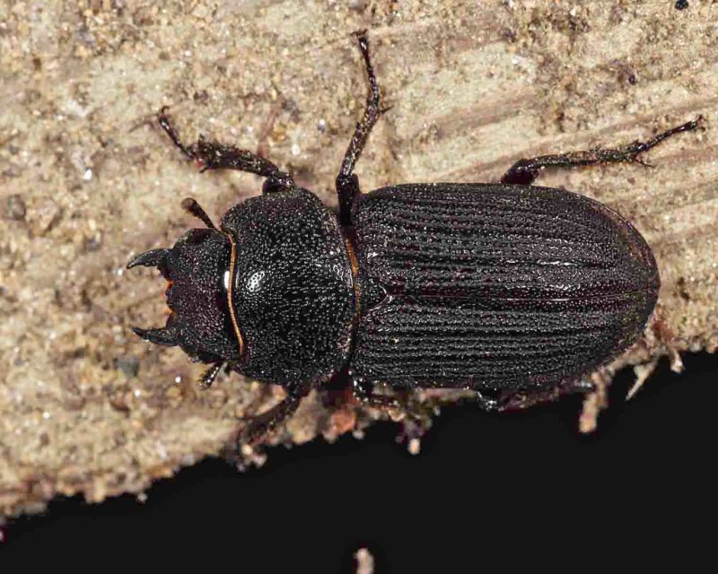 14 Different Types of Beetles in Ohio (With Pictures)