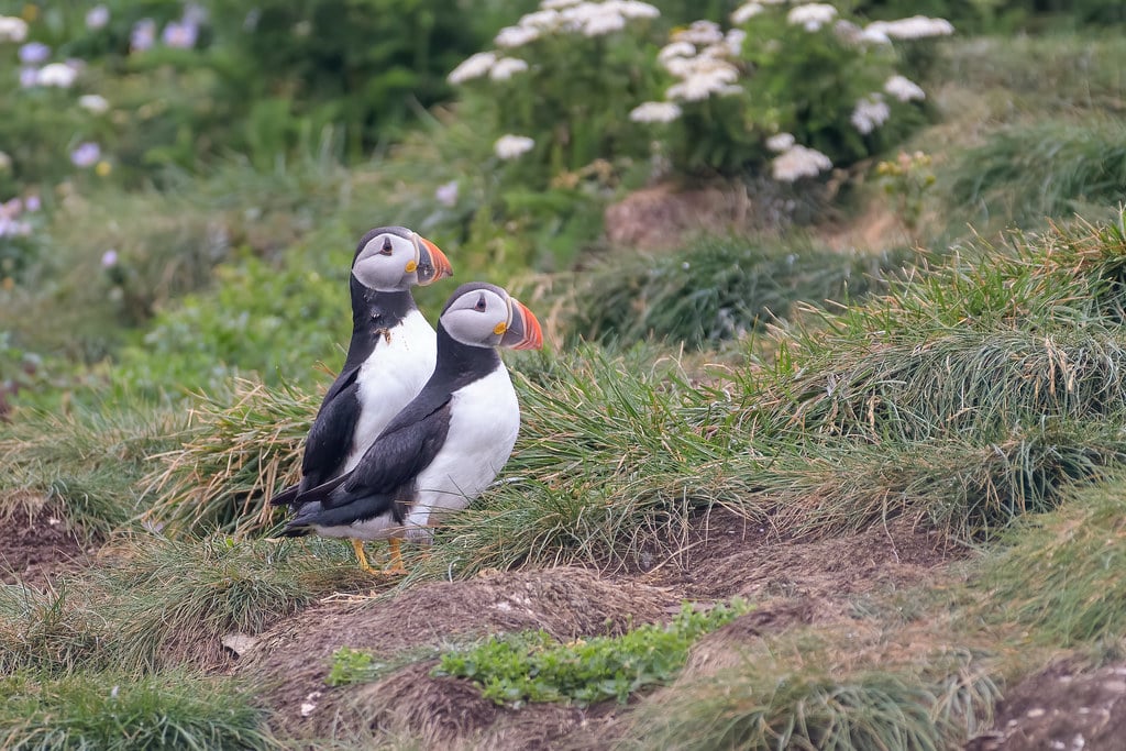 Atlantic Puffins