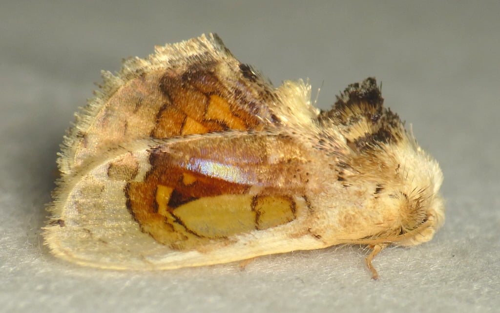 Bagworm Moth - Types of Moths in New Mexico