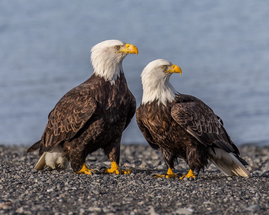Bald Eagles - Animals Most Faithful to Their Mates