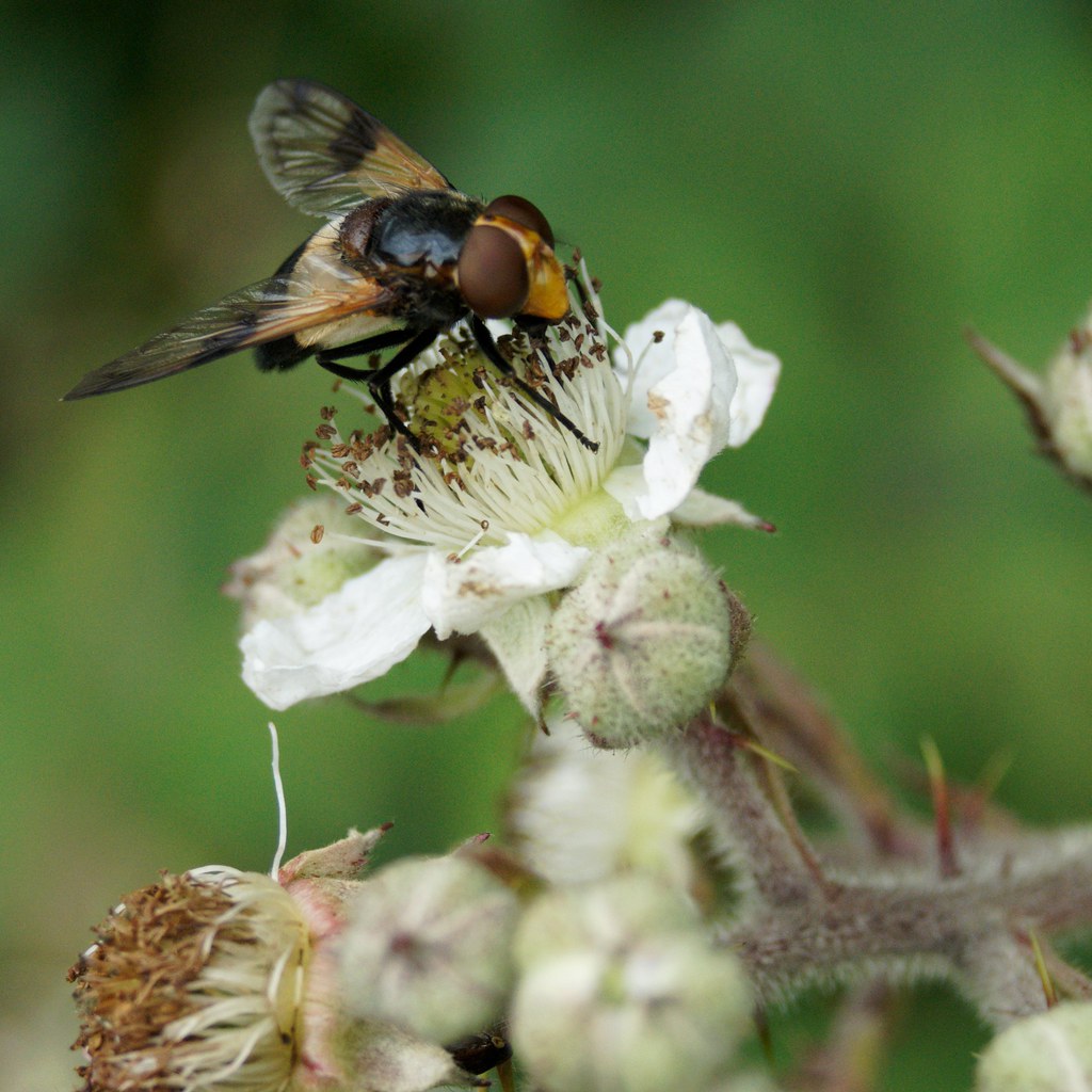 Band-Winged Hoverfly