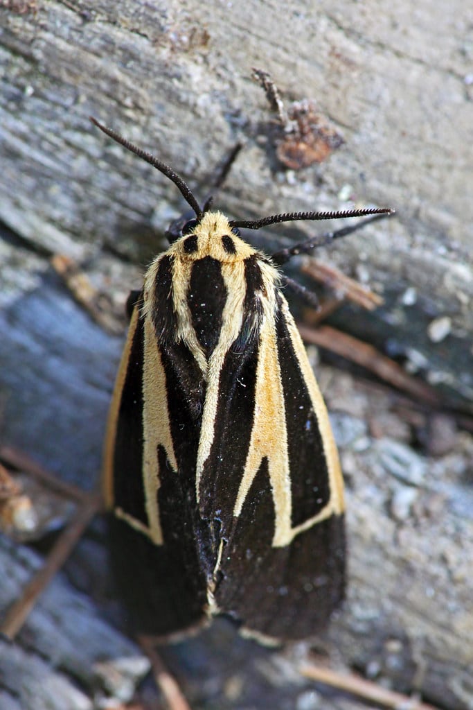 Banded Tiger Moth - Types of Moths in Maryland