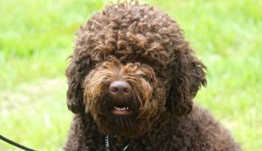 Barbet Dog