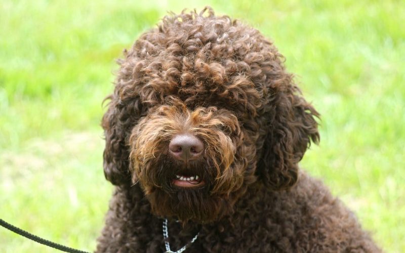 Barbet Dog