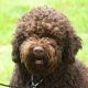 Barbet Dog