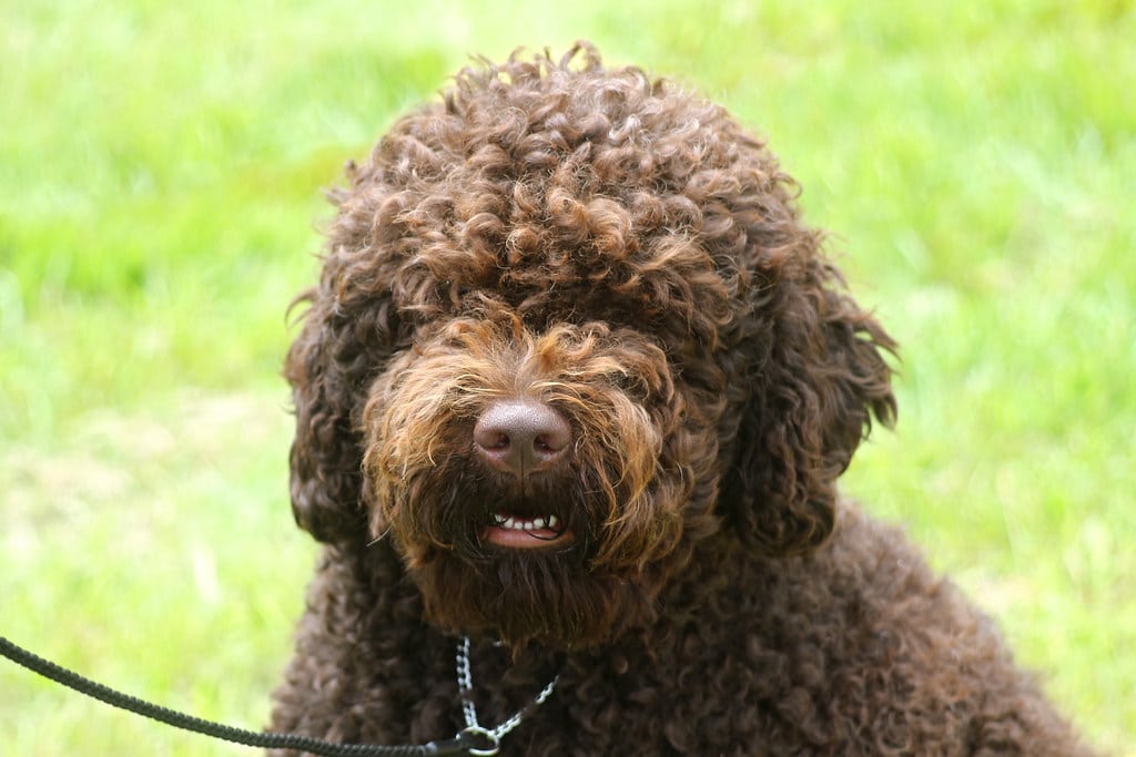 Barbet Dog