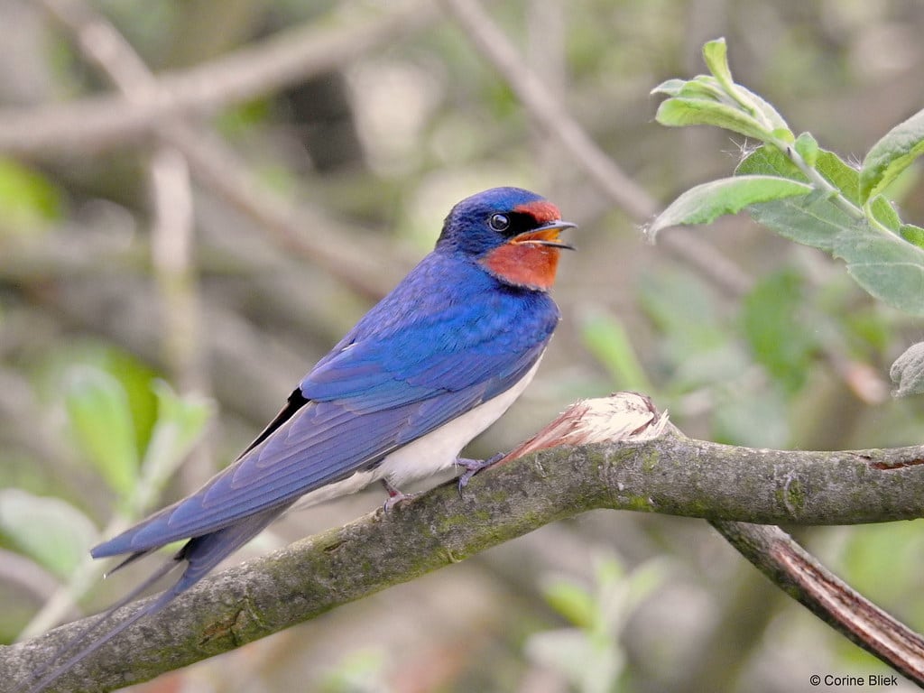 Barn Swallow - Types of Birds That Are Blue