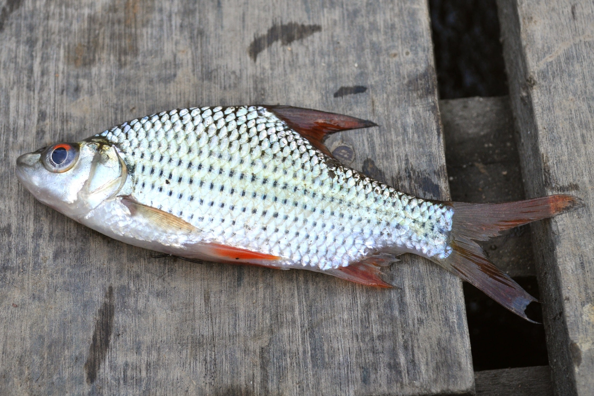 14-different-types-of-tiger-barbs