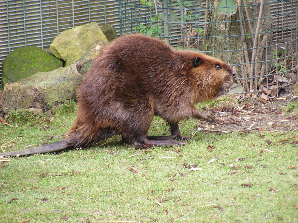 Beavers