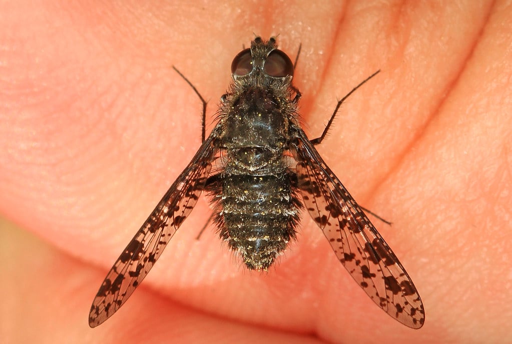 Bee Fly