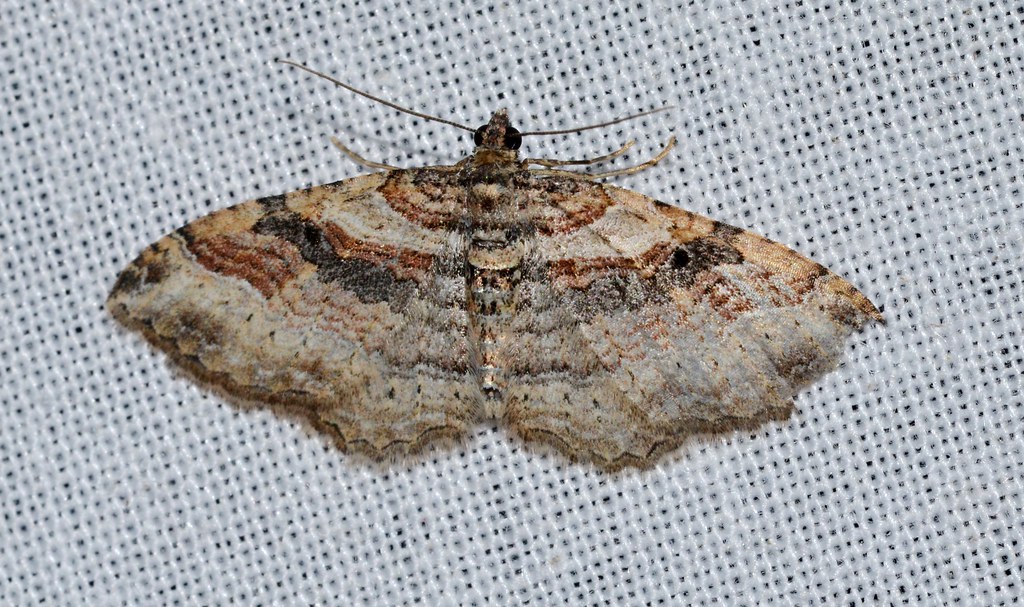 Bent-Line Carpet Moth - Types of Moths in Oregon