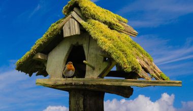 Best Kingsyard Wooden and Plastic Bird Houses Under $30