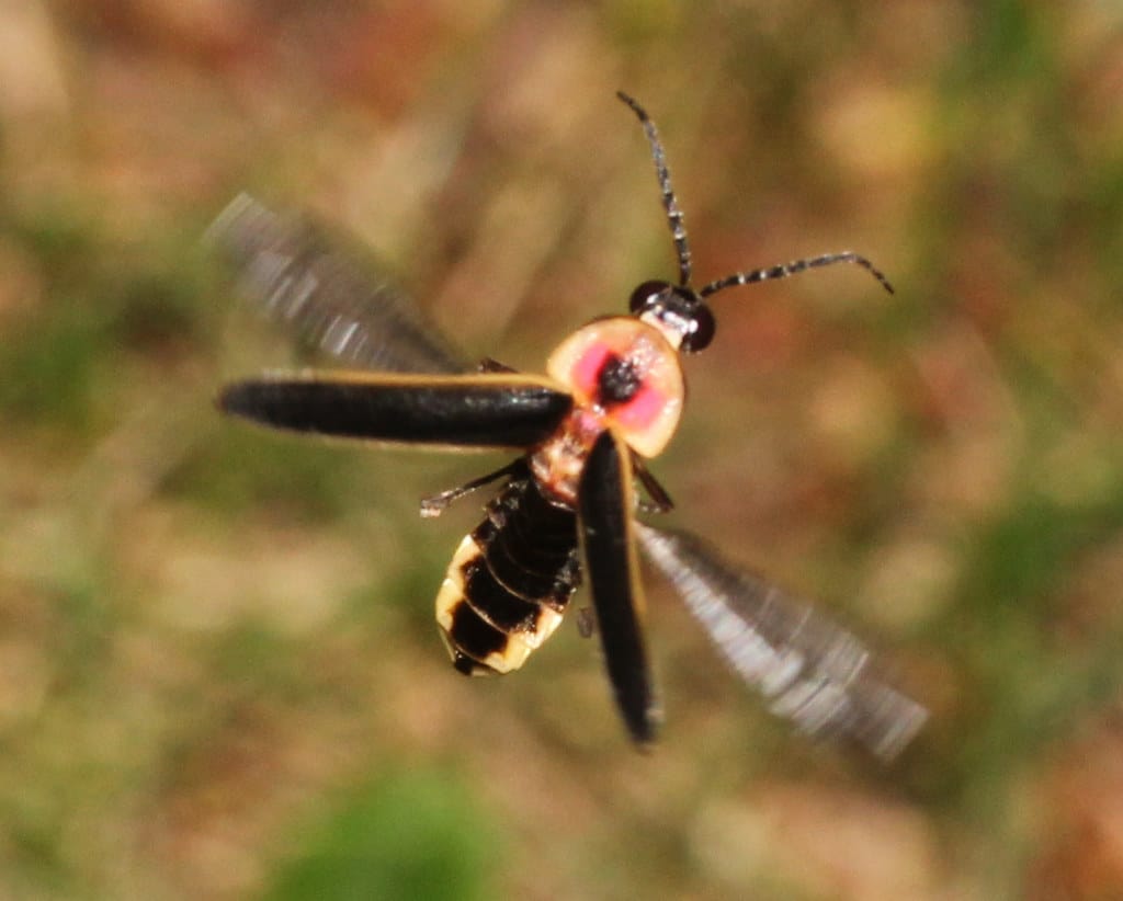 Big Dipper Firefly