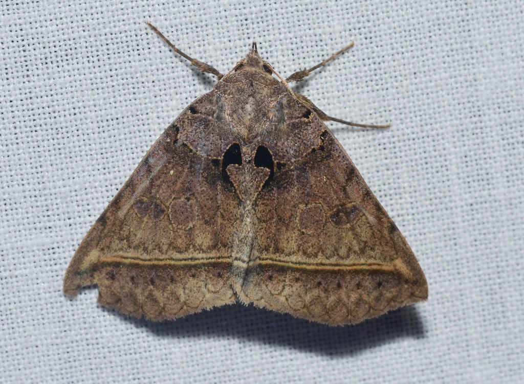 Black Bit Moth - Types of Moths in Maryland