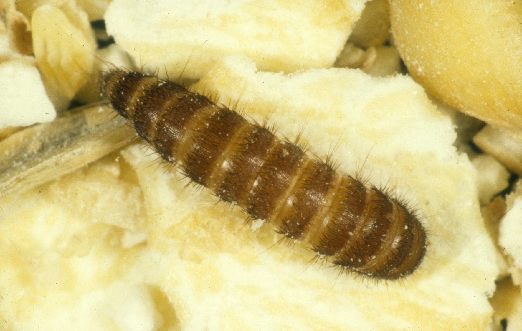 Black Carpet Beetle Larva