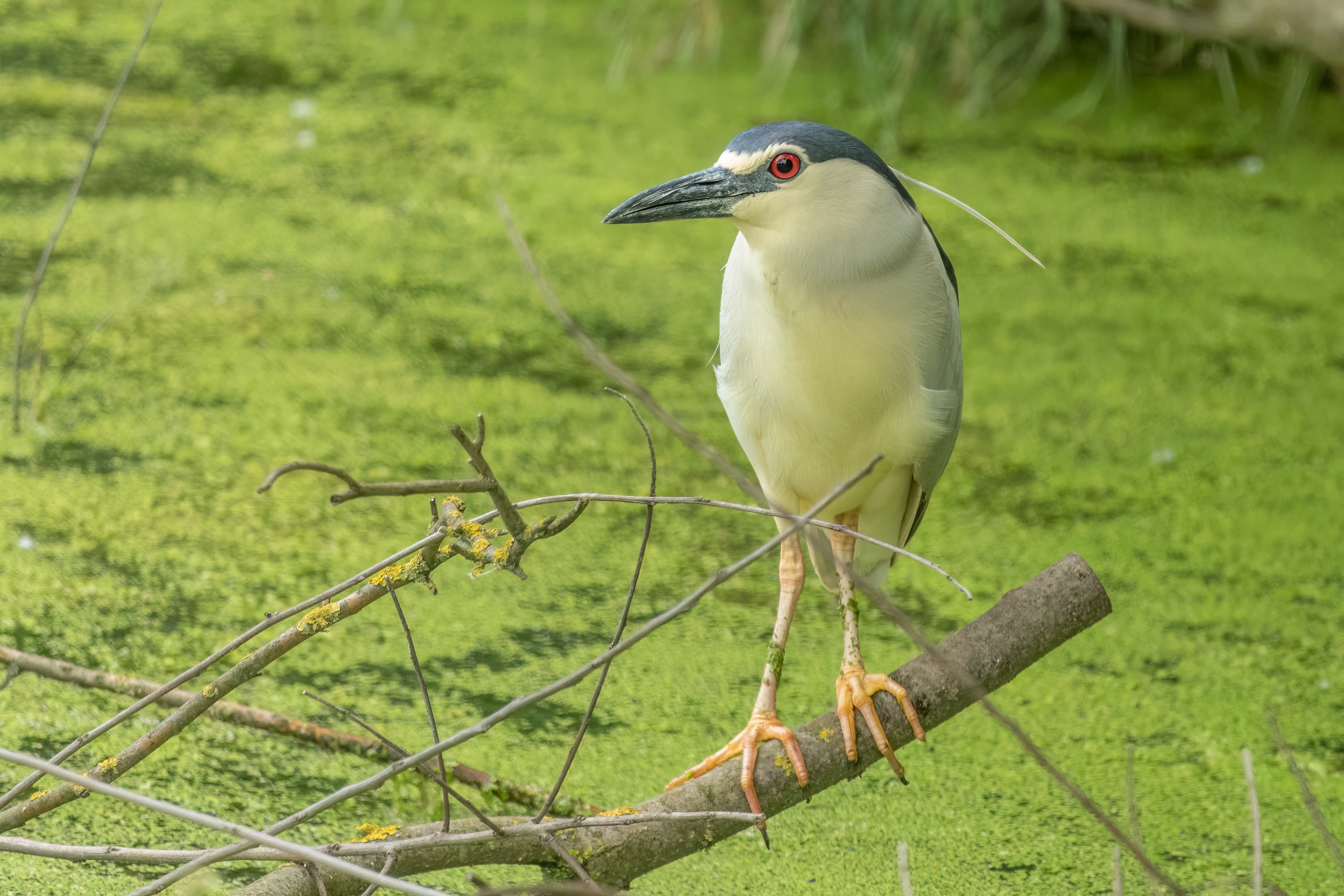 Black-crowned Night-Heron