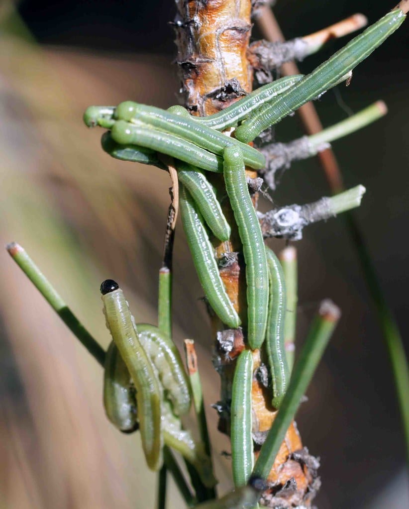 Black-headed Pine Sawfly Larva