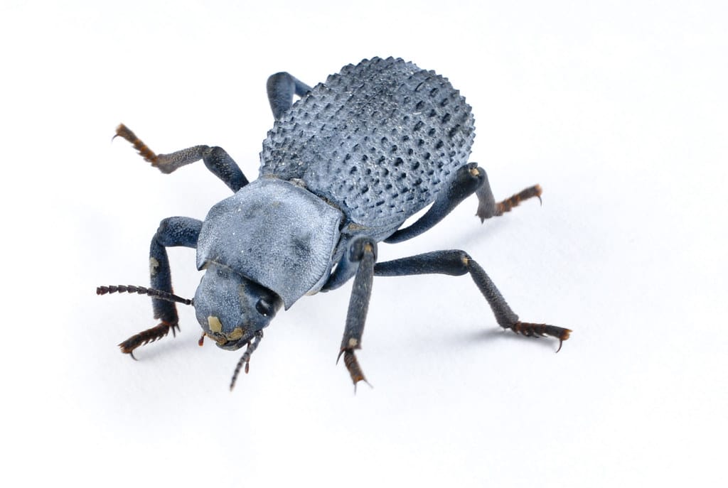 Blue Death-feigning Beetle