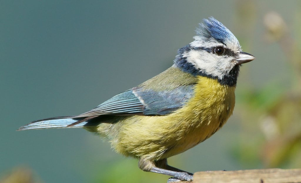 Blue Tit