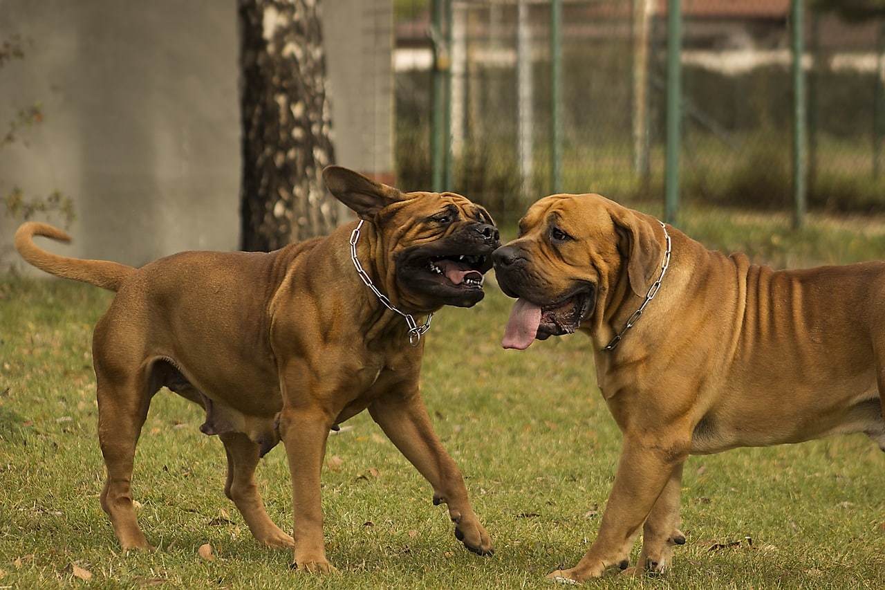 Boerboel