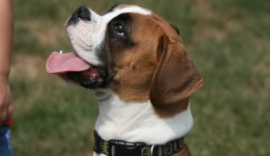 Boxer - Most Dangerous Dog Breeds