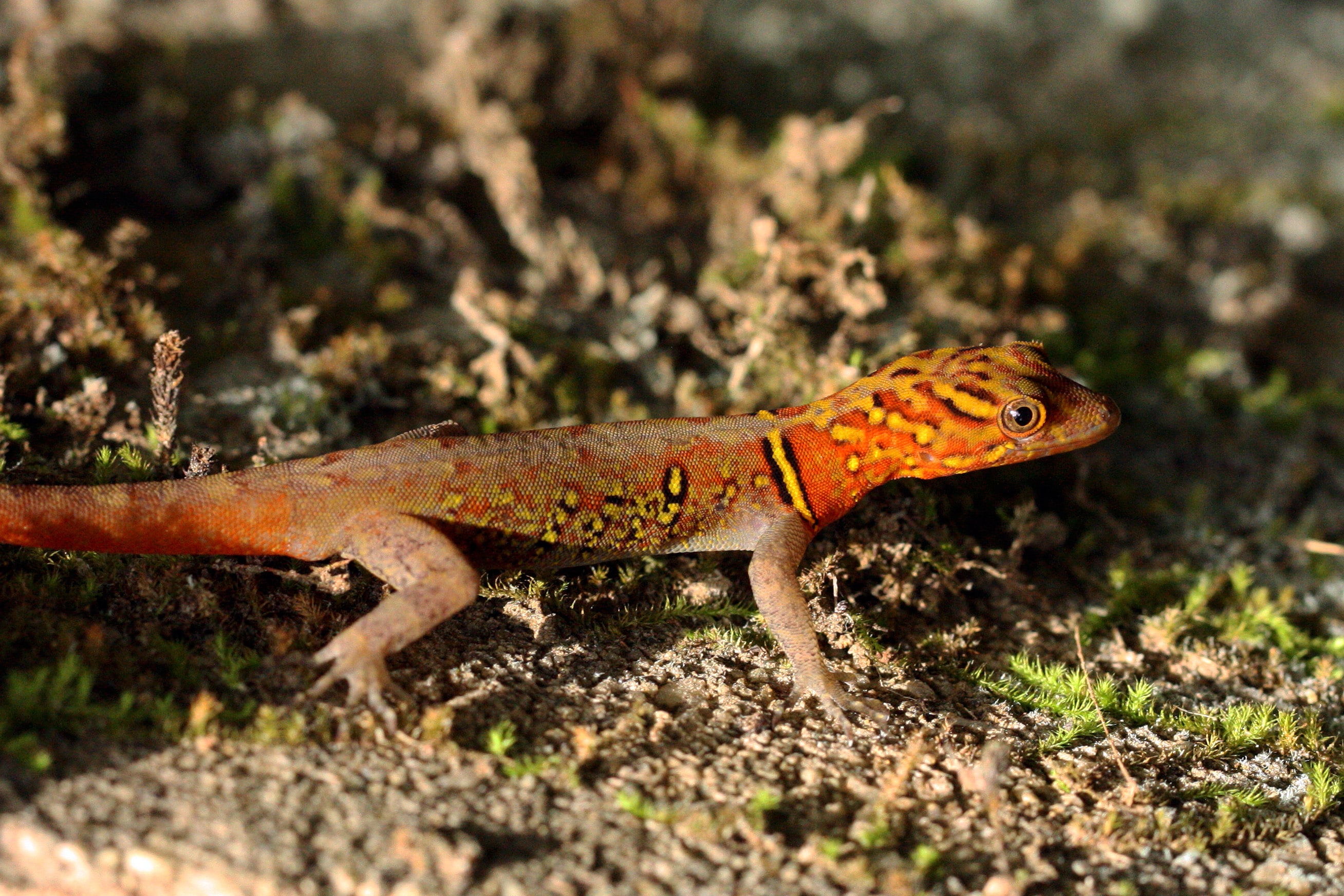 Brilliant South American Gecko