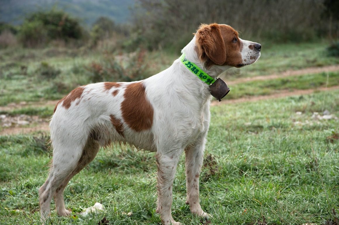15 Best Bird Dog Breeds for Bird Hunting