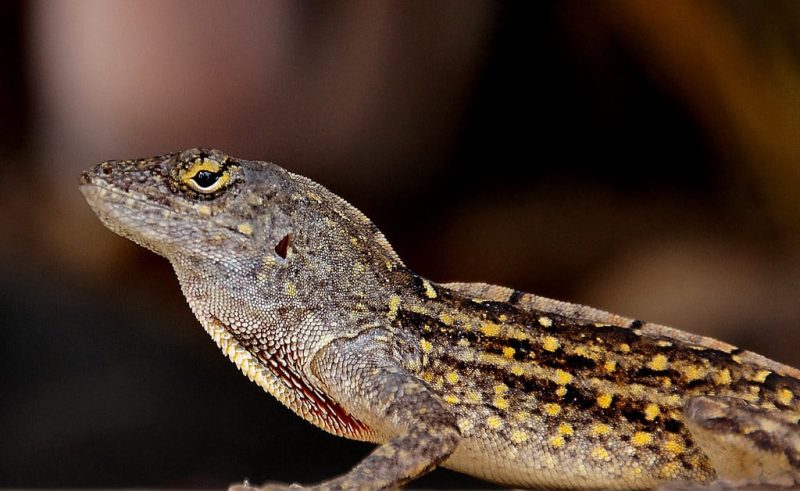 10 Different Types of Lizards in Hawaii (With Pictures)