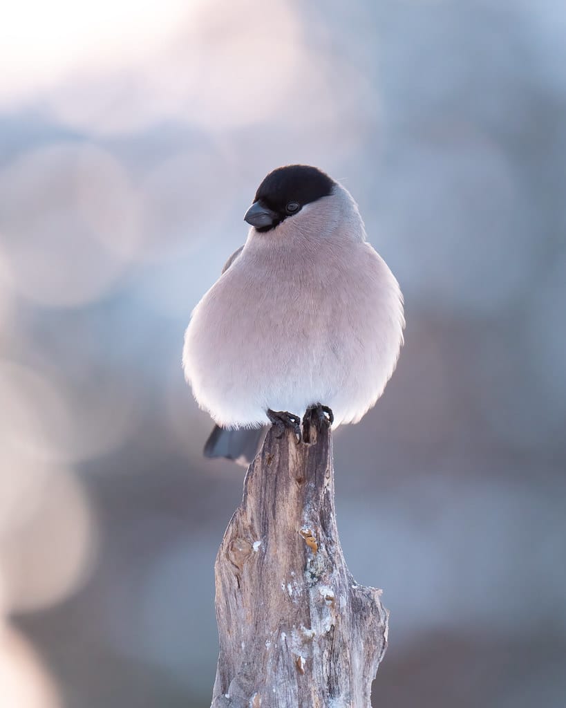 Bullfinch