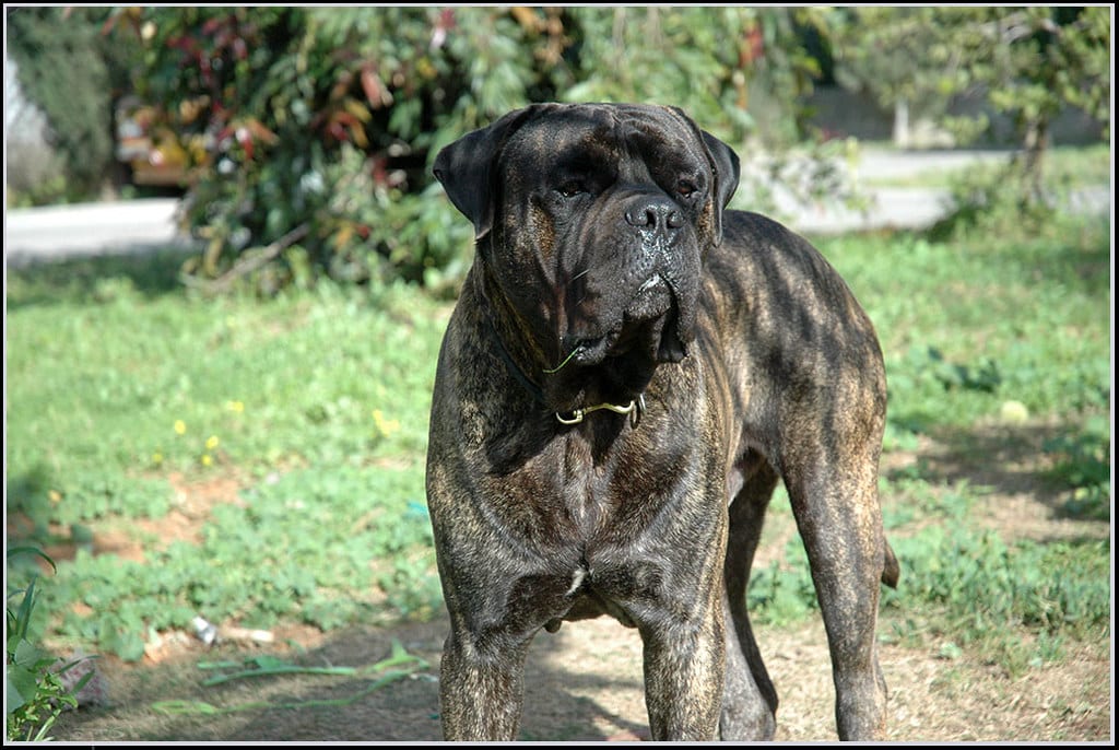 Bullmastiff