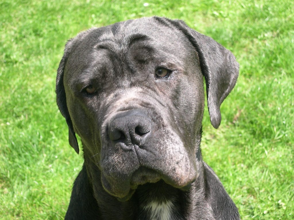 Cane Corso