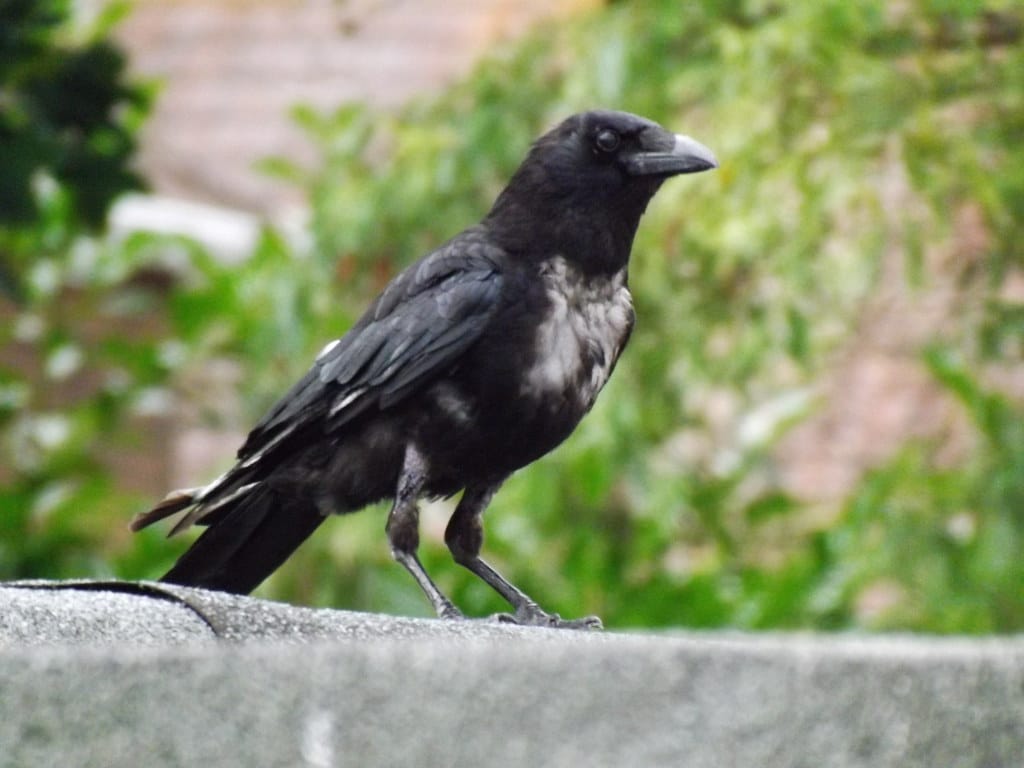 Carrion Crow