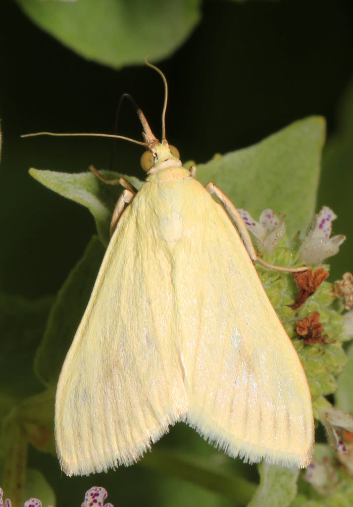 Carrot Seed Moth