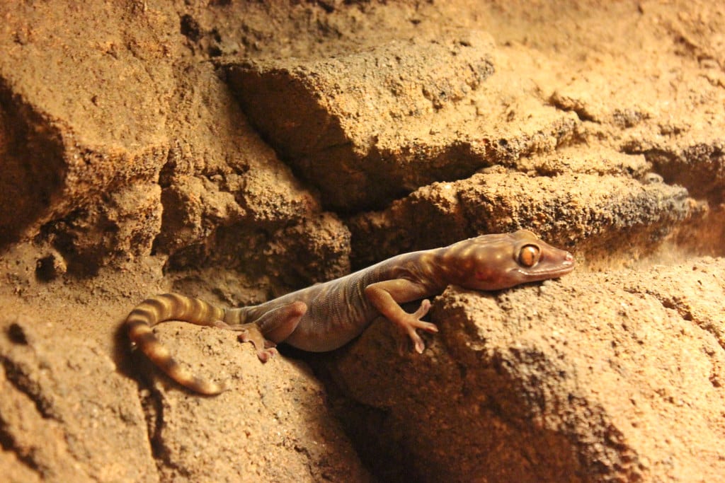 Cave Gecko