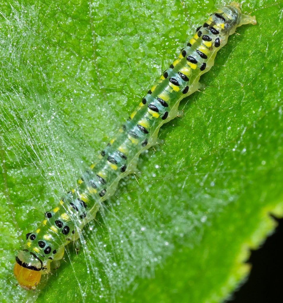 Hahncappsia Moth Caterpillar