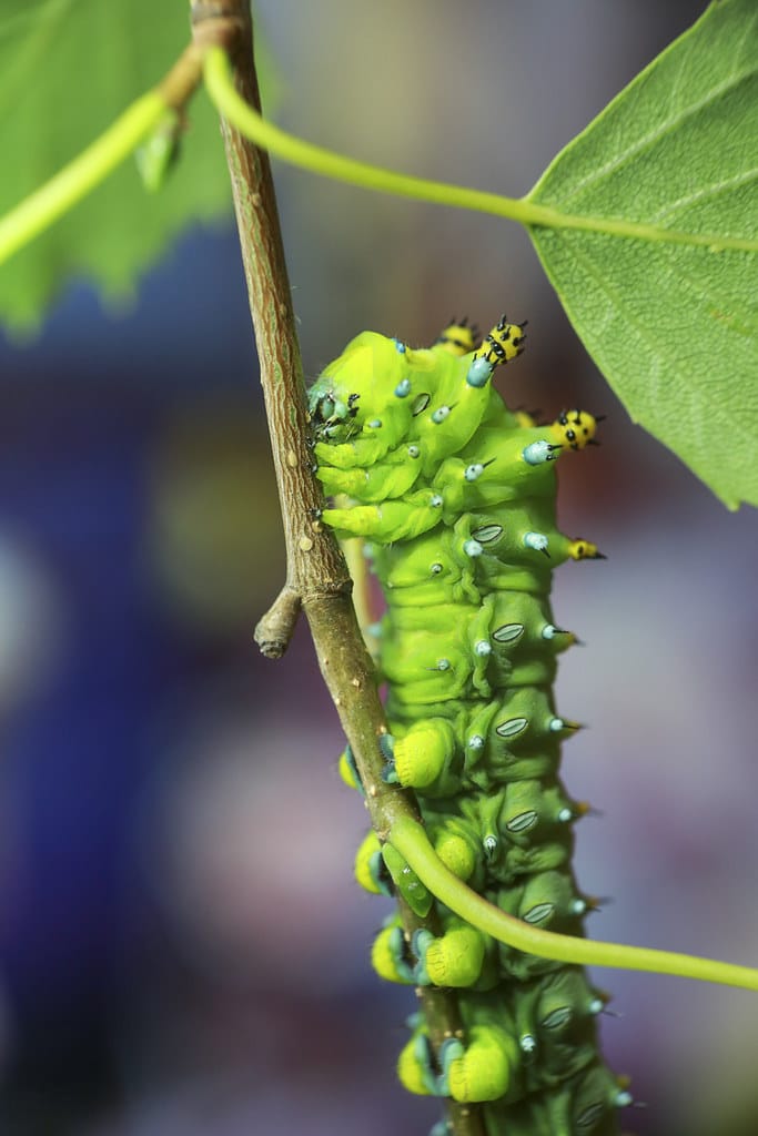 Cecropia Silkmoth Caterpillar - Types Of Caterpillars In Utah
