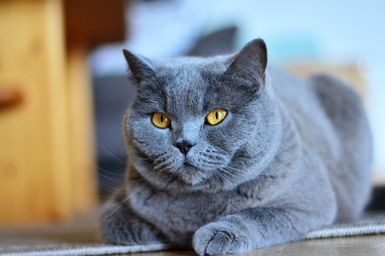 Chartreux