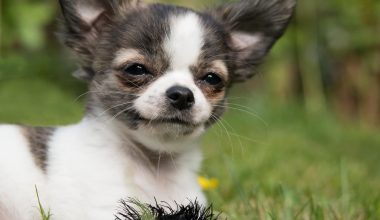 Chihuahua - Short haired Dog Breeds