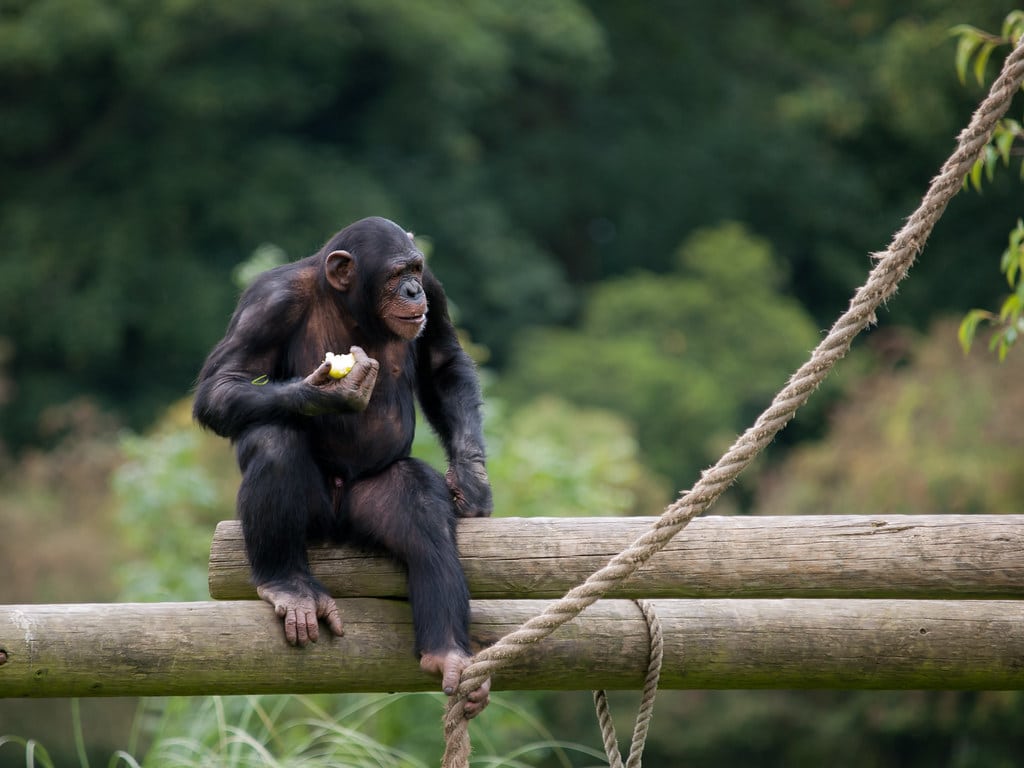 Chimpanzees - Animals That Walk on Two Legs
