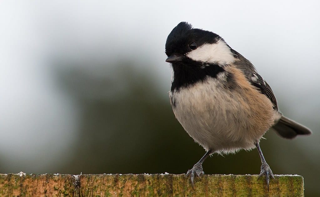 Coal Tit