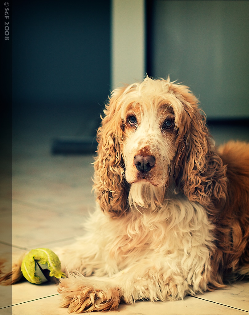 Cocker Spaniel