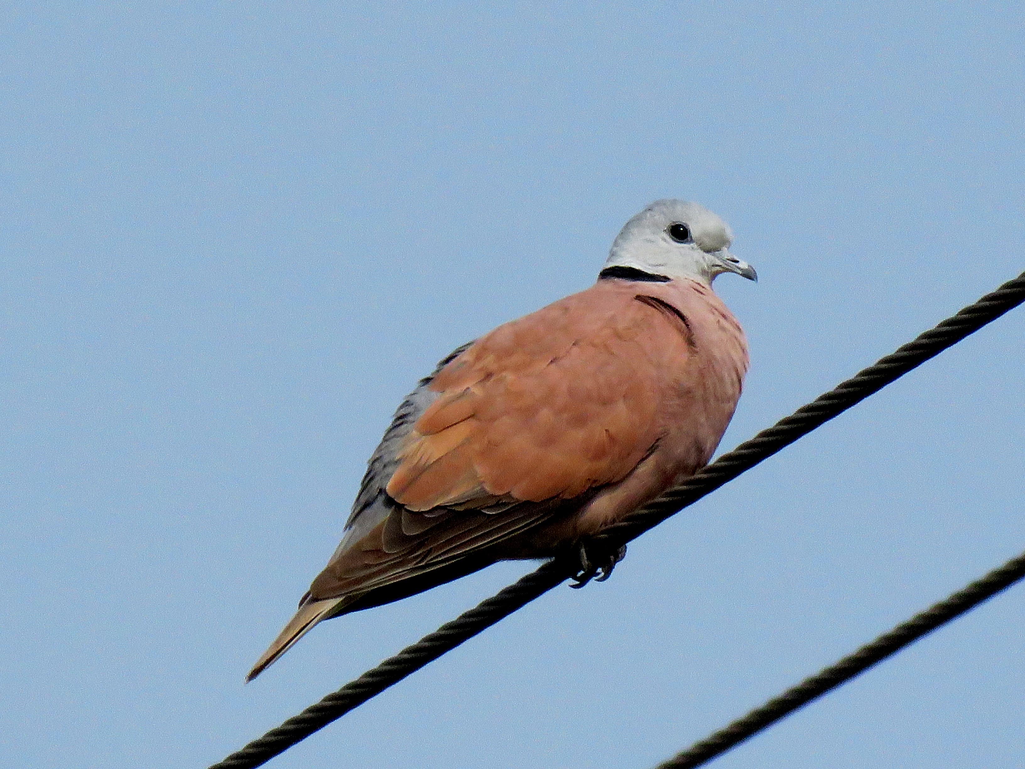 Collared Dove