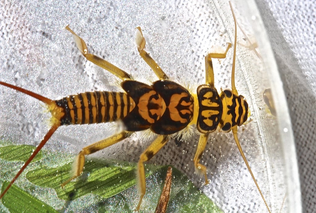 Common Stonefly