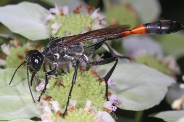 21 Different Types of Wasps in Wisconsin (With Pictures)