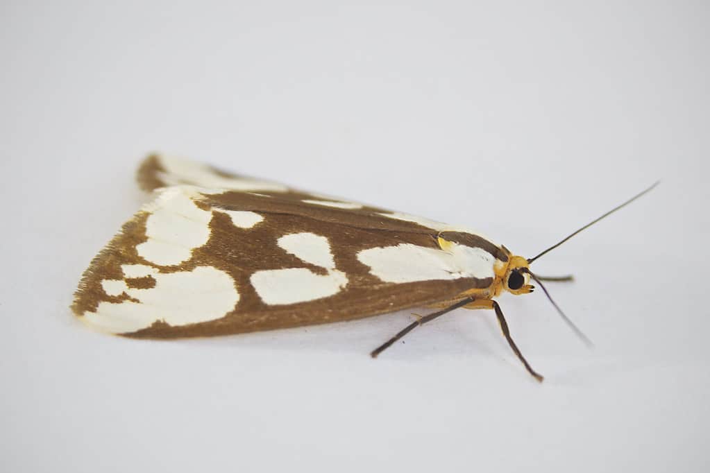 Confused Haploa Moth - Types of Moths in New Jersey