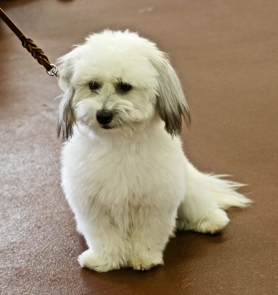 Coton de Tulear