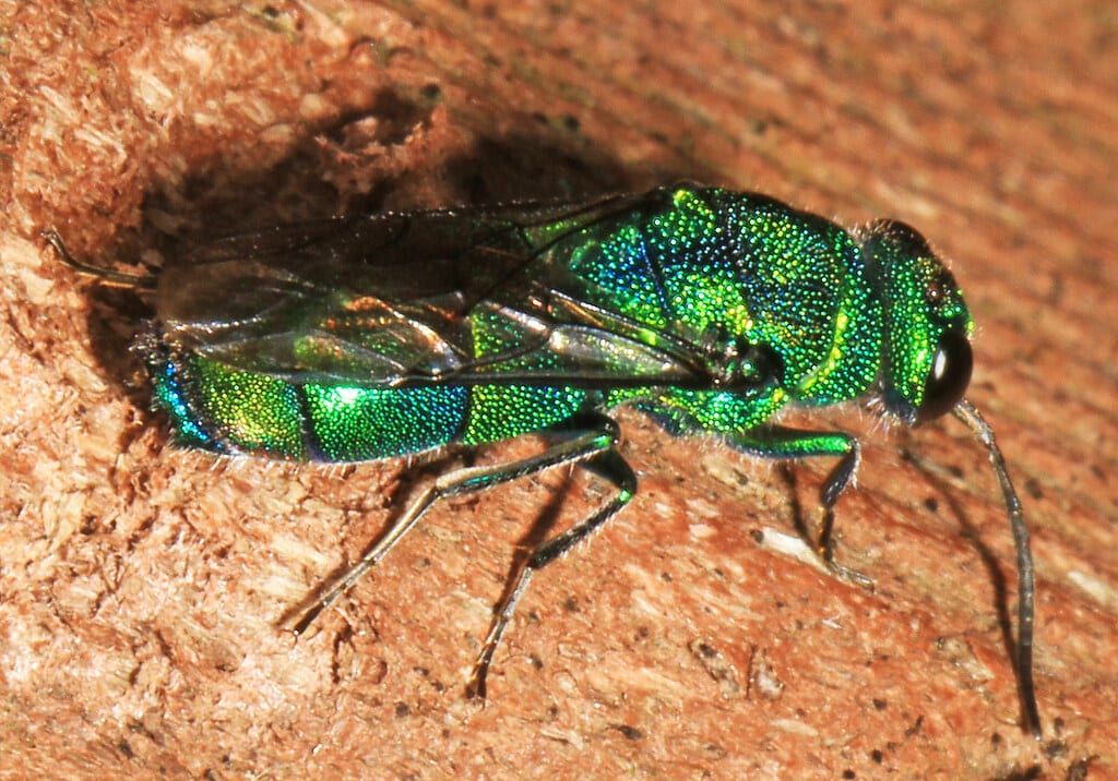 Cuckoo Wasps - Types of Wasps in North America